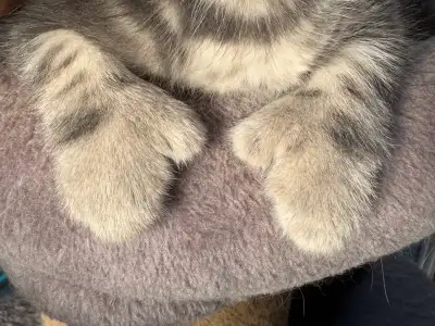 Siberian Mix Kittens – Adorable Polydactyl “Hemingway” Lucky Ca, View more