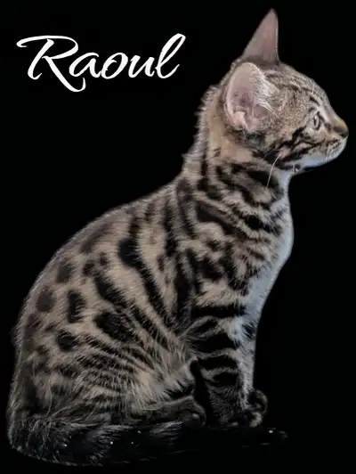 *Superbe chaton Bengal x Maine Coon disponible pour réservation*, View more