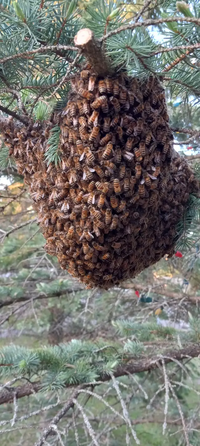 Bee swarm468681996255242242