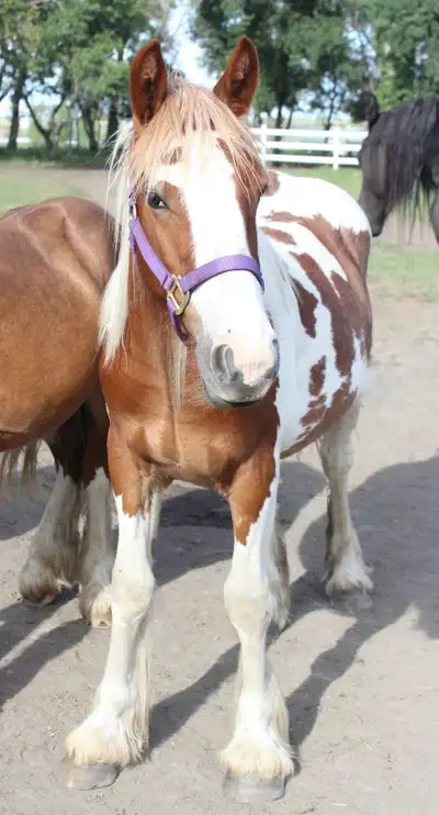 Registered Gypsy Yearling Colt, View more