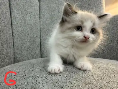 Simon and Turkish Angora kittens , View more