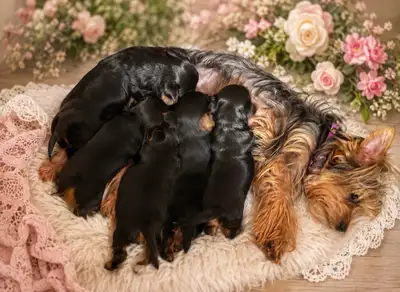 Biewer Yorkshire Terrier Puppies, View more