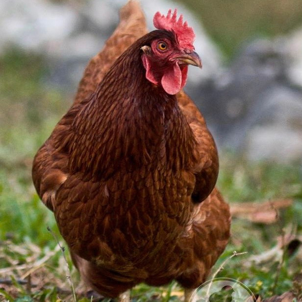 Wanting: Laying hens in Livestock in Oshawa / Durham Region - Image 2