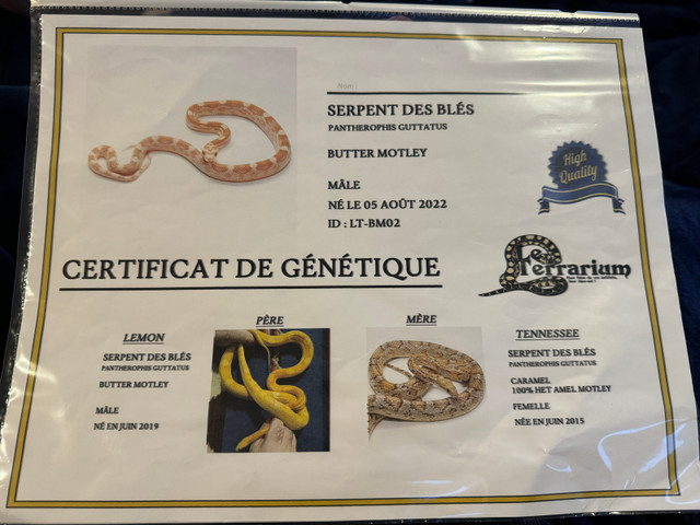 Serpent des blés dans Reptiles et amphibiens à adopter  à Saguenay - Image 4
