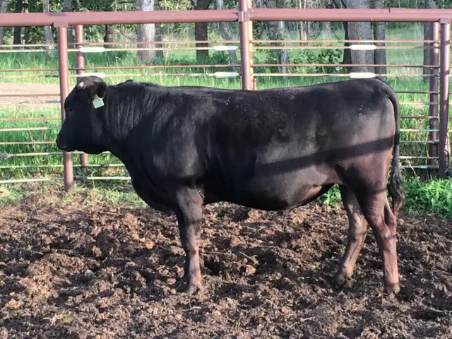 Fullblood Registered Wagyu Breeding Stock in Livestock in Cranbrook - Image 4