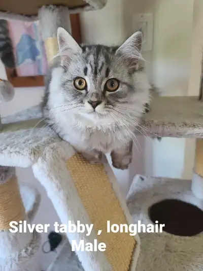 Purebreed Scottish fold/straight kittens, British kittens, View more