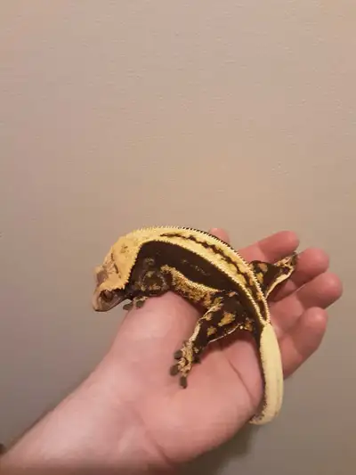 adult female full quadstripe crested gecko, View more