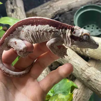 Male gargoyle gecko, View more