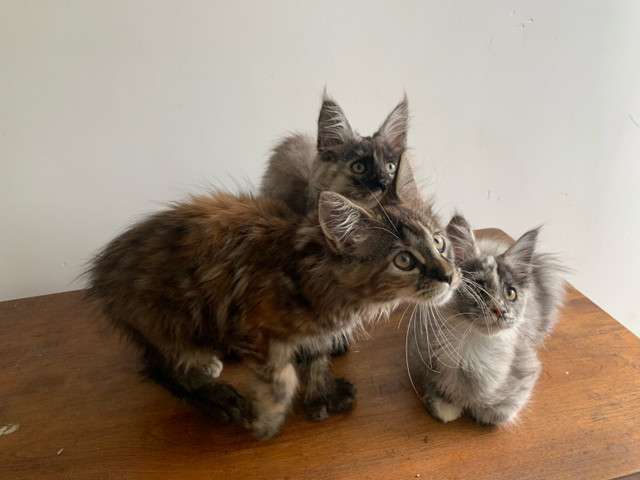 Maine Coon Kittens  in Cats & Kittens for Rehoming in Québec City - Image 4