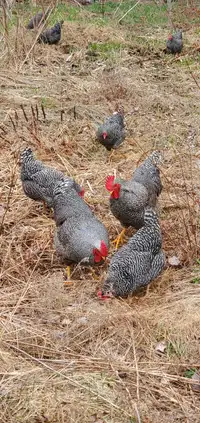 Barred Rock hatching eggs for sale