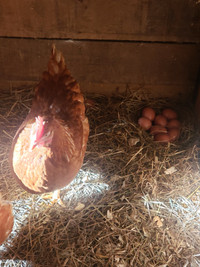 Farm fresh Brown Eggs 