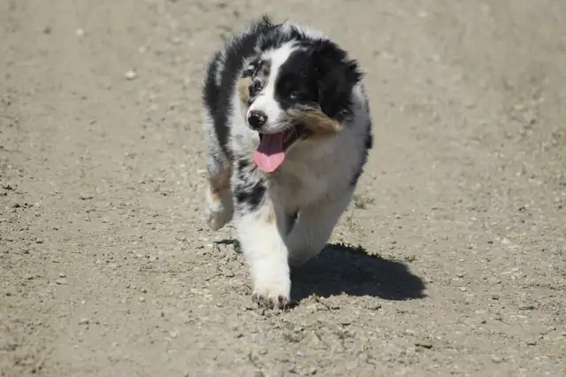 BEAUTIFUL AUSSIE PUPPIES----Ready to go now in Dogs & Puppies for Rehoming in City of Toronto - Image 2