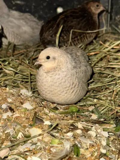 Button quail hatching eggs for sale! Rare quails that are very hard to find! I drove to Ontario for...