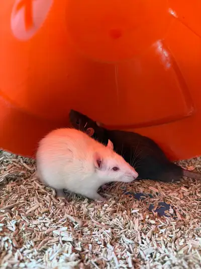 Lucky pet rats found under a bridge need forever homes!, View more