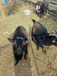 3 nigerian dwarf goats.