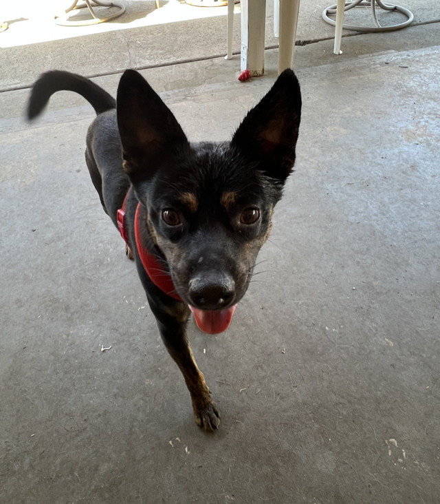 Rat Terrier Mix Pup Available | Dogs & Puppies for Rehoming | Nanaimo ...