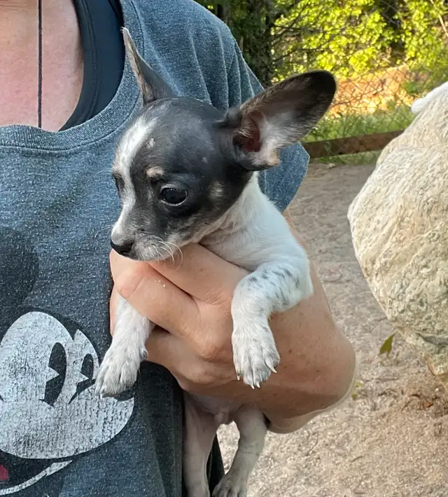 chihuahua croisé teckel in Dogs & Puppies for Rehoming in Laurentides - Image 8