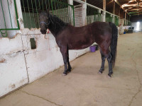 Sadie black mare