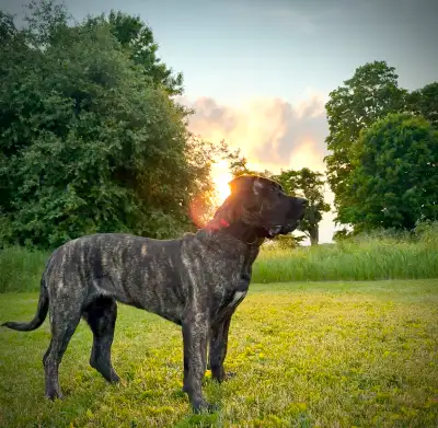 Presa Canario 8 month trained female, View more