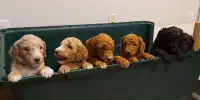 CUTE & CUDDLY PUREBRED STANDARD POODLE PUPPIES