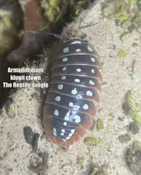 Armadillidium klugii Clown Isopods, sought after isopods 