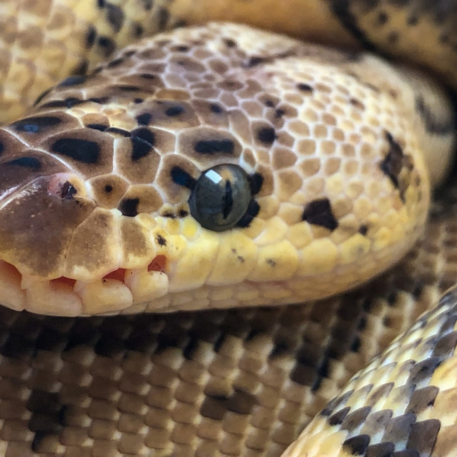 MUST GO! Male Pastel Spotnose Clown in Reptiles & Amphibians for Rehoming in Kelowna - Image 4