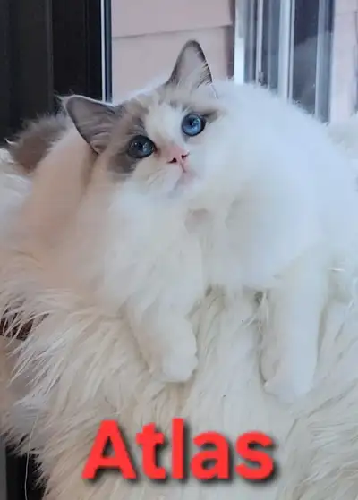 Exceptional Blue Bicolor Ragdoll Boy – Now Available, View more