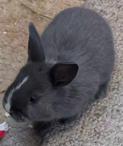 bunnies for adoption, View more