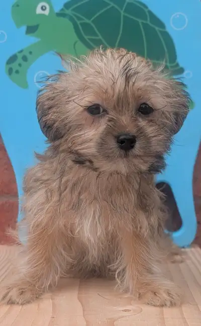 Shorkie puppies, View more