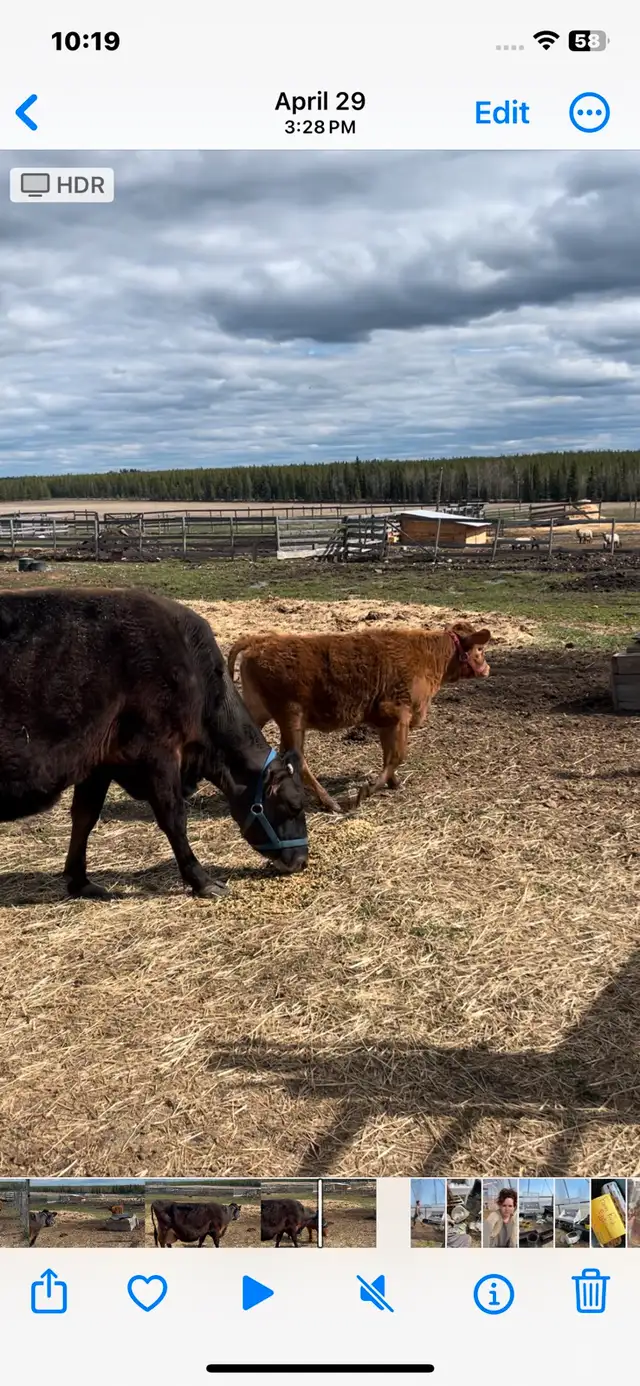 mini jersey heifer calf in Livestock in Vanderhoof - Image 3
