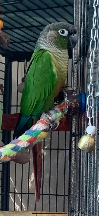 conure femelle 1 ans, View more