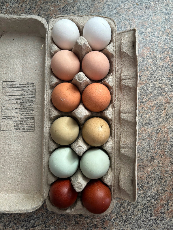 Barnyard Mix Hatching Eggs in Livestock in Vernon