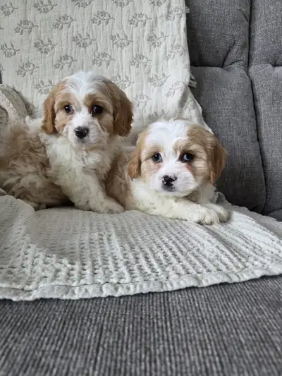 Beautiful Cavachon Puppies, View more