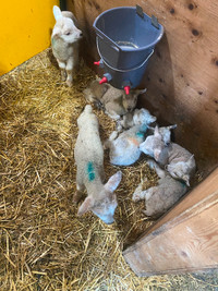 Bottle Lambs for sale