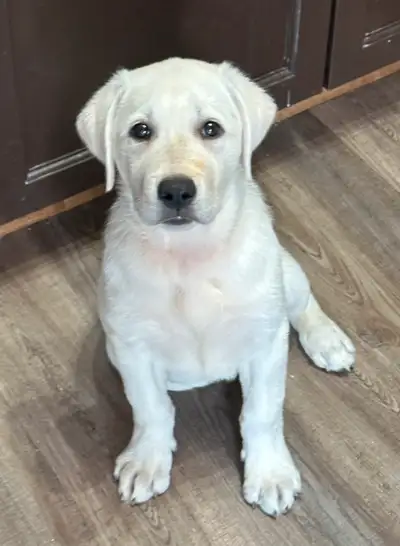 We have one 10 week old female purebred limited CKC registered Labrador retriever puppy. She has her...