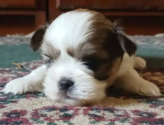 Shih tzu puppies  born on February 3 in Dogs & Puppies for Rehoming in Norfolk County - Image 3