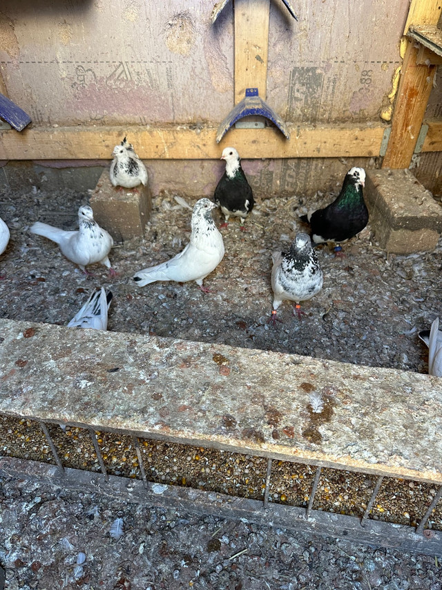 High fly Pakistani and Afghani pigeons for sale  in Birds for Rehoming in Woodstock - Image 3