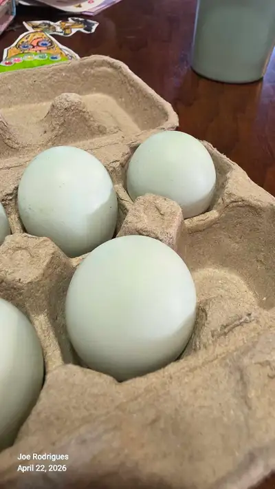 F1 Olive egger Hatching eggs , View more