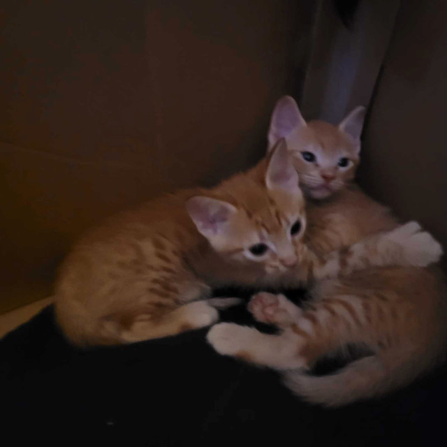 Orange polydactyl kittens looking for loving home in Cats & Kittens for Rehoming in Richmond - Image 2