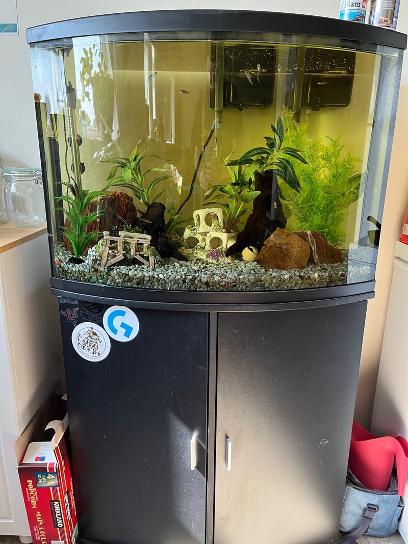 36 gallon fish tank with everything! Fish for Rehoming Winnipeg