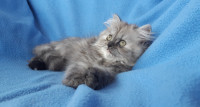 Adorable chaton persan (vacciné/vermifugé)