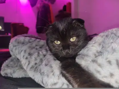 Scottish Fold Female, View more