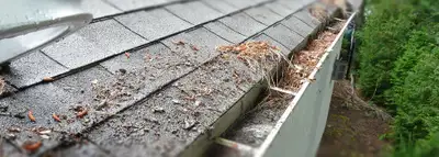 LAST MINUTE GUTTER AND EAVES CLEANING OR WINDOW WASHING TEXT US!, View more