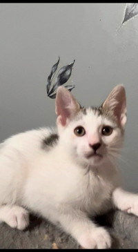 Beautiful Kitten For Sale