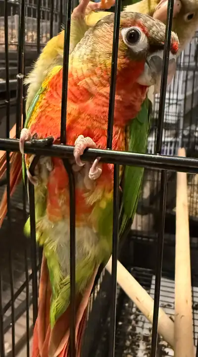High Red Yellow-sided conure baby available, View more