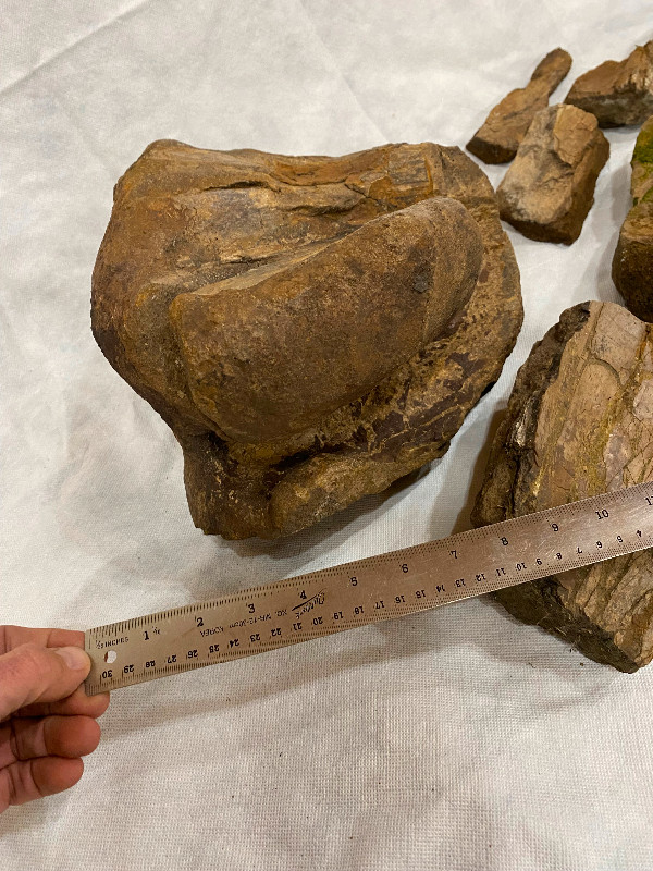 Dinosaur Fossil Bones in Arts & Collectibles in Regina - Image 3