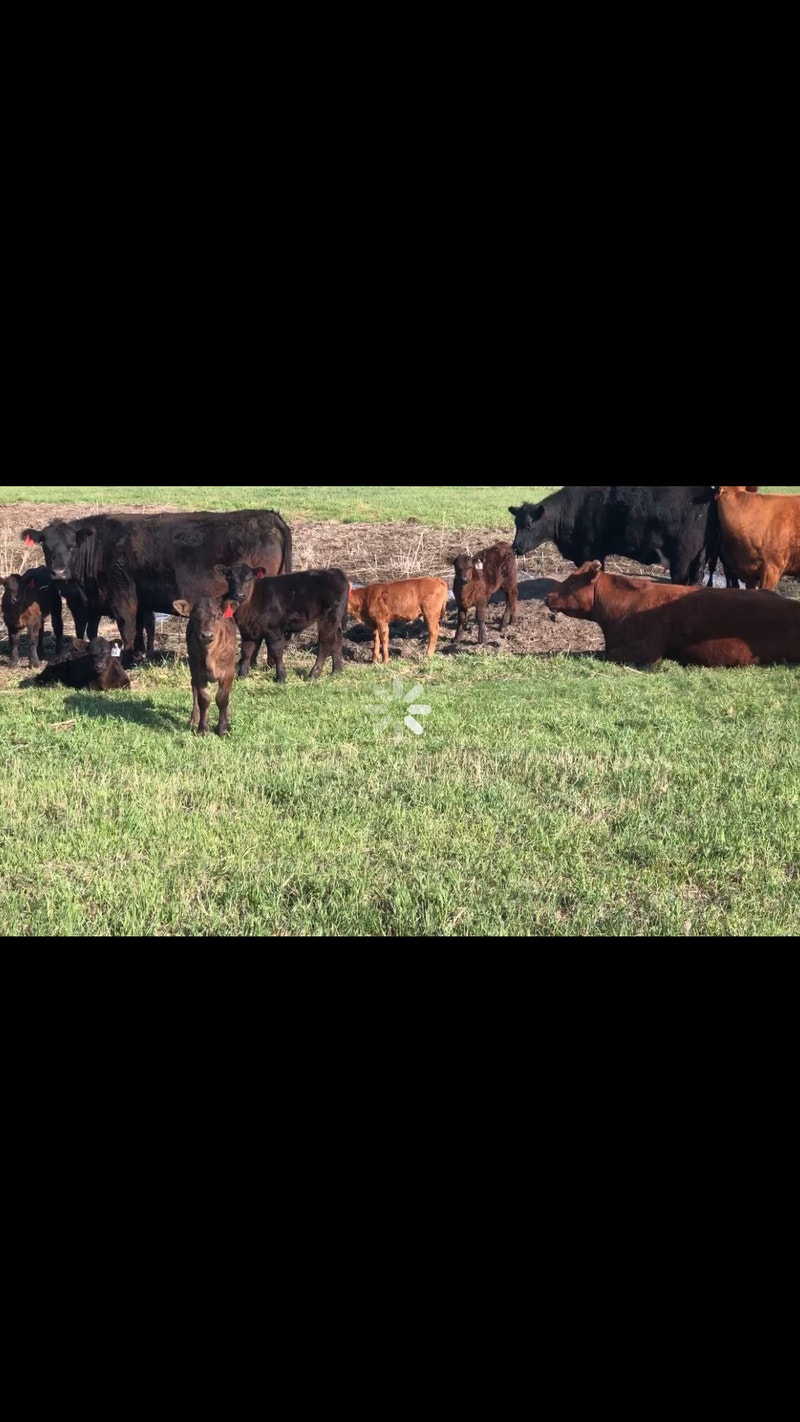 Cow Calf pairs Livestock Regina Kijiji
