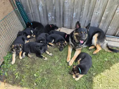 Chiots berger allemand croise, View more