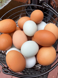 Farm chicken eggs for sale 