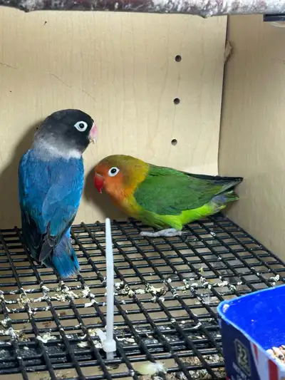 Beautiful pair of Lovebirds, View more